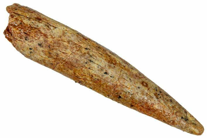 Fossil Sauropod Dinosaur (Rebbachisaurus) Tooth - Morocco #329040